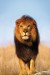plakaty-african-lion-3165.jpeg